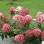 Aedhortensia Mega Mindy